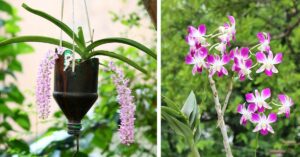 Orchids from Reshma Ranjan's garden