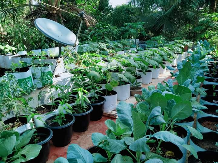 Award-Winning Terrace Farmer Turns Kitchen Waste Into 1000 kg Organic Fertiliser/Month