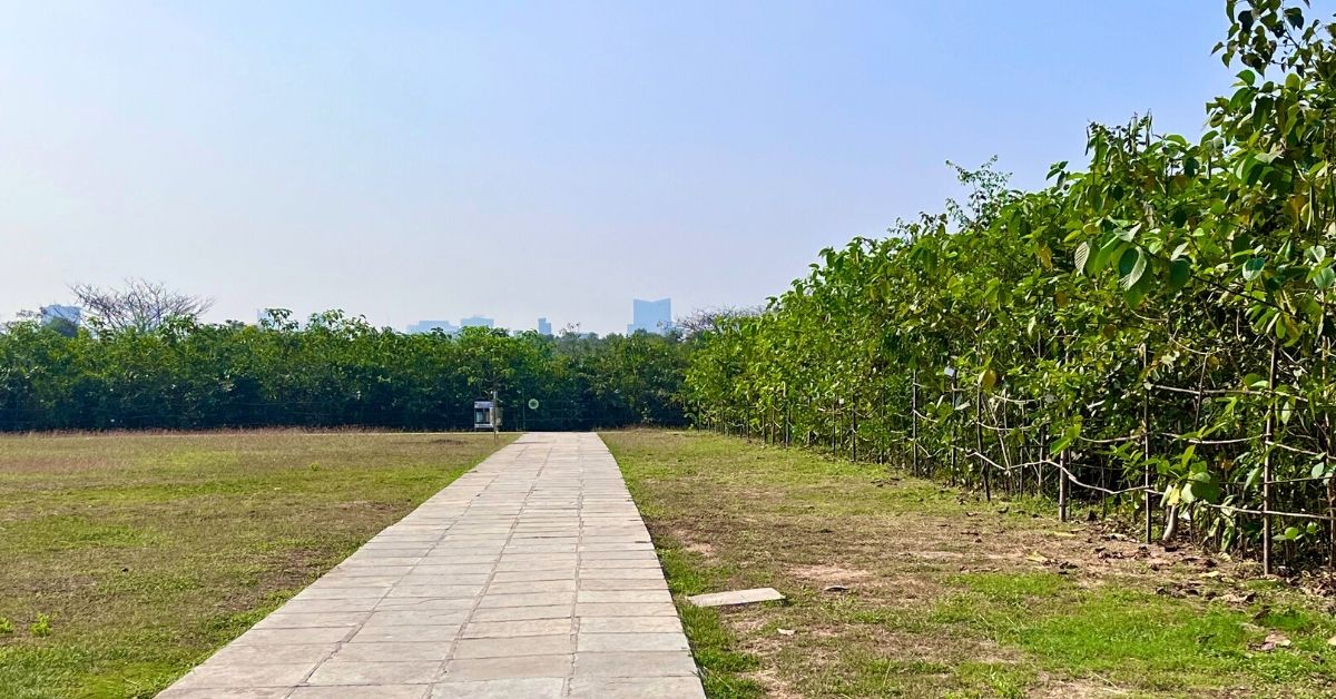 Locals can walk along the green lungs developed by NMMC

