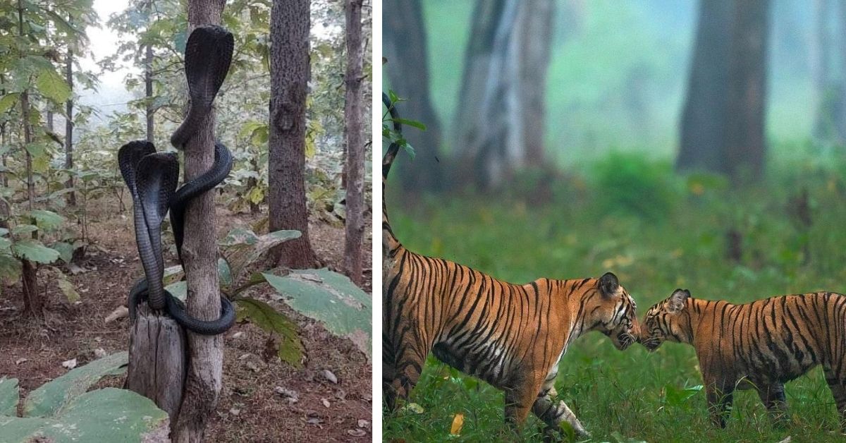 India in Pics: 7 Best Jungle Safaris & Forest Tours You Shouldn’t Miss