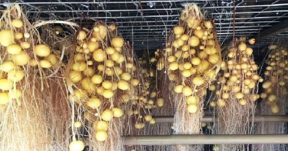 How to Grow Potatoes in The Air With a Technique That Increases The Yield by 10x