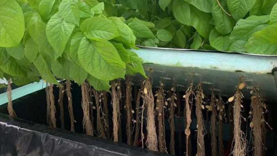 how to grow potatoes using aeroponics at home yield
