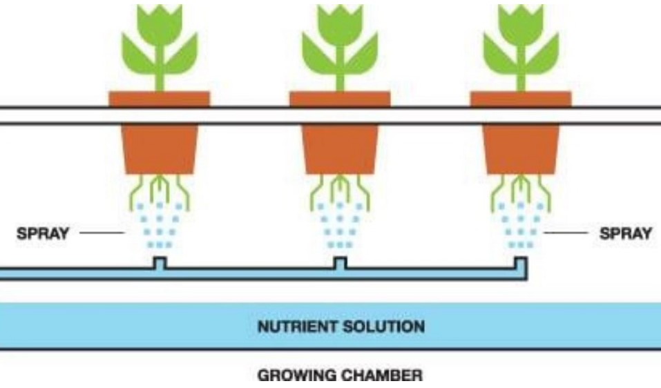 how to grow potatoes using aeroponics at home yield