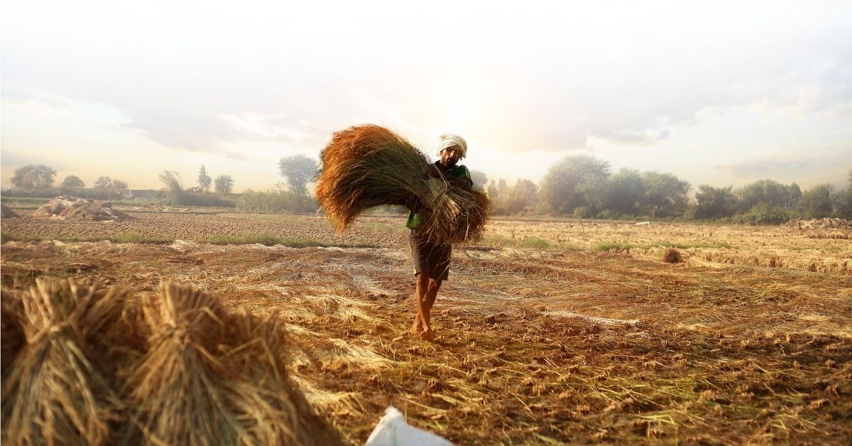 stubble burning