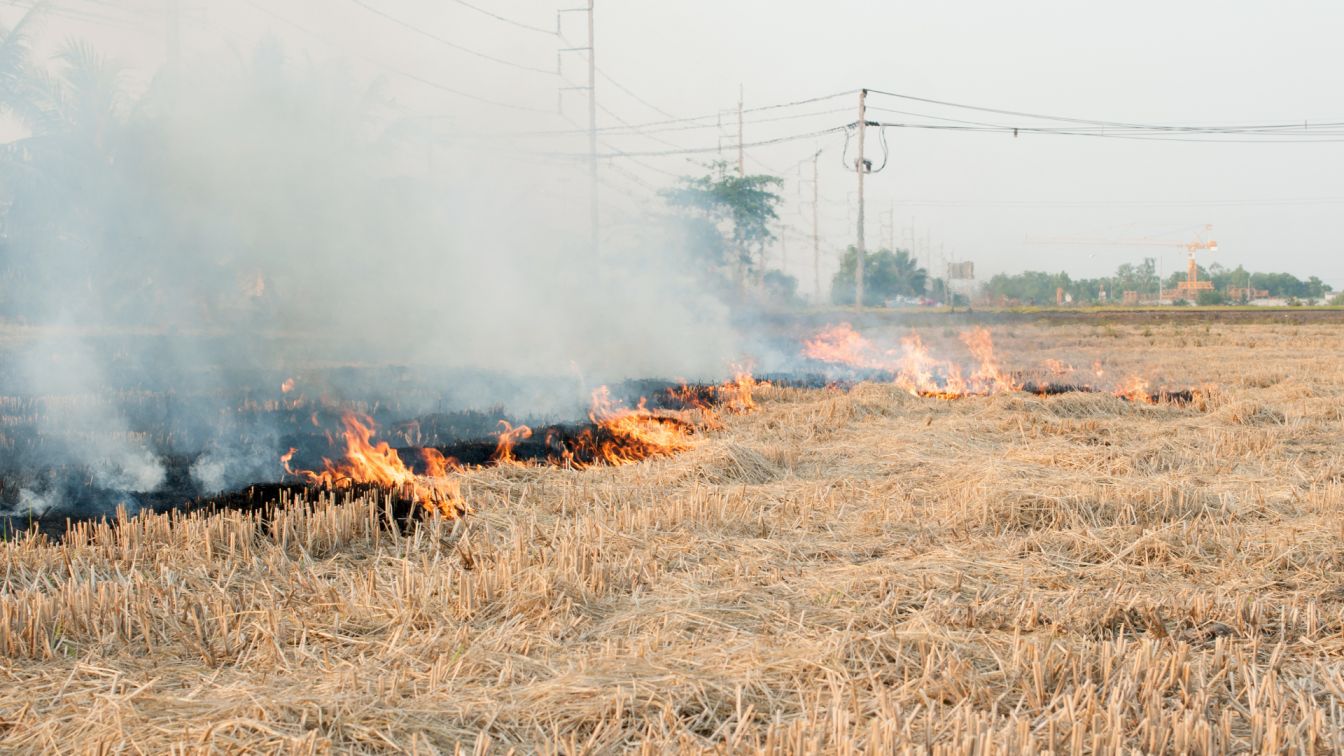 Stubble Burning