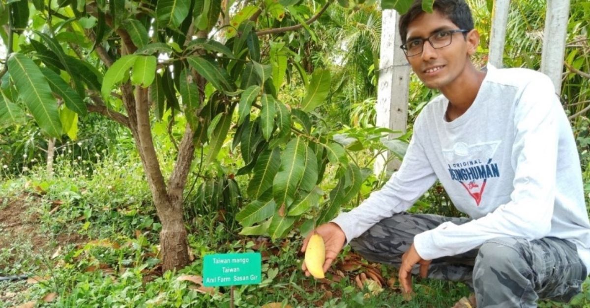 Anil Mango Farm House Gir national park