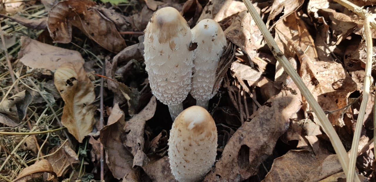 inky cap mushrooms