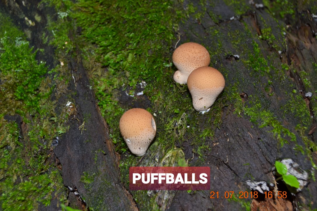 puffball mushrooms