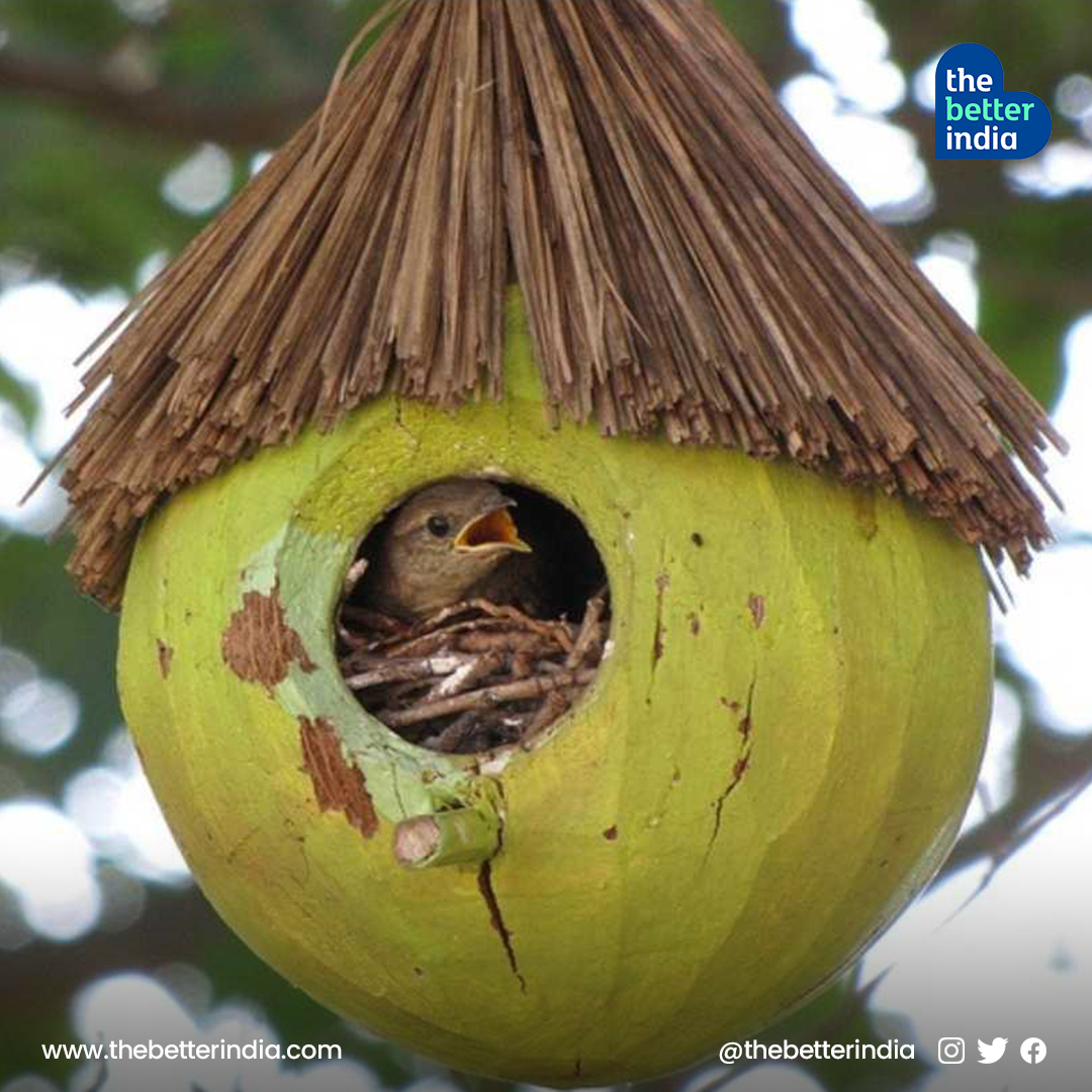 In Pics: 8 Brilliant and Simple Ideas To Help Animals, Birds Survive The Summer