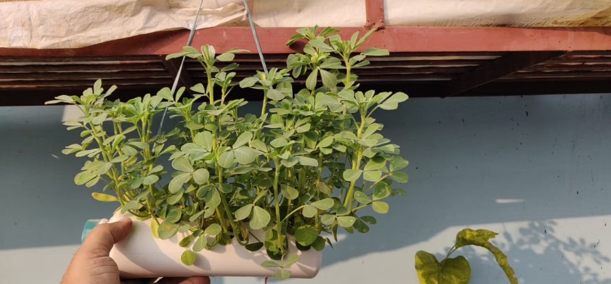 Vertical Gardening: Here’s How You Can Grow Fresh Veggies in Waste Plastic Bottles