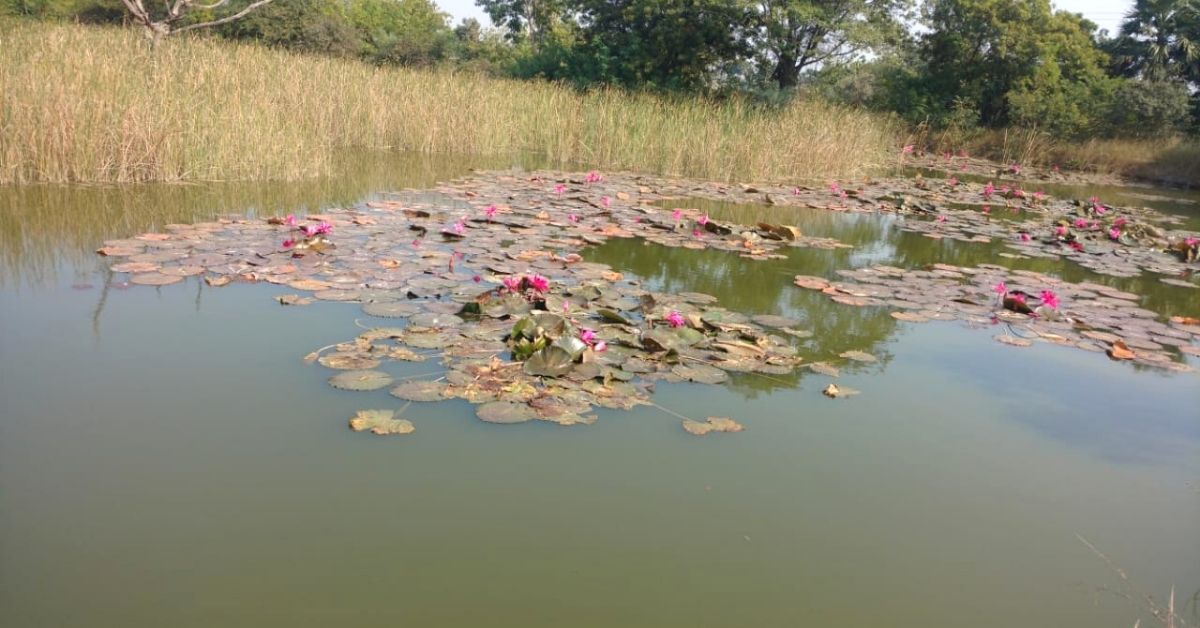 Lotus blooming at Dusharla’s forest pond.
