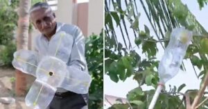 Old Bottle & Classic Jugaad: Viral Video Shows How to Pluck Fruits from Tall Trees