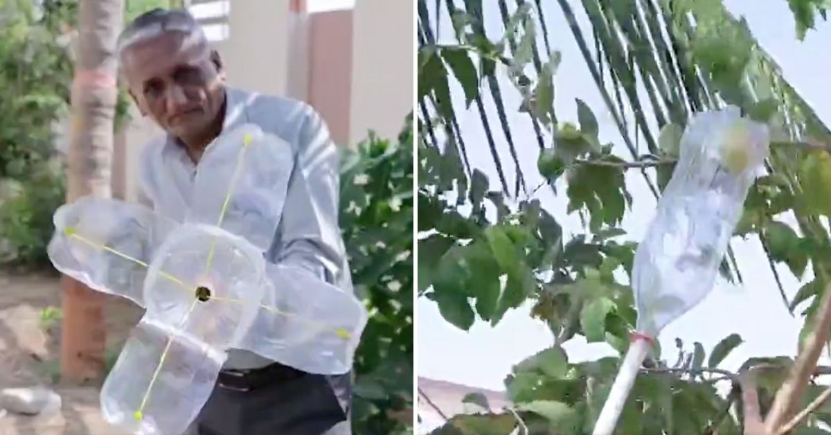 Old Bottle & Classic Jugaad: Viral Video Shows How to Pluck Fruits from Tall Trees