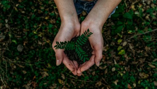 Tree planting