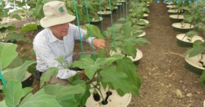 Checking the Waterboxx plant cocoons