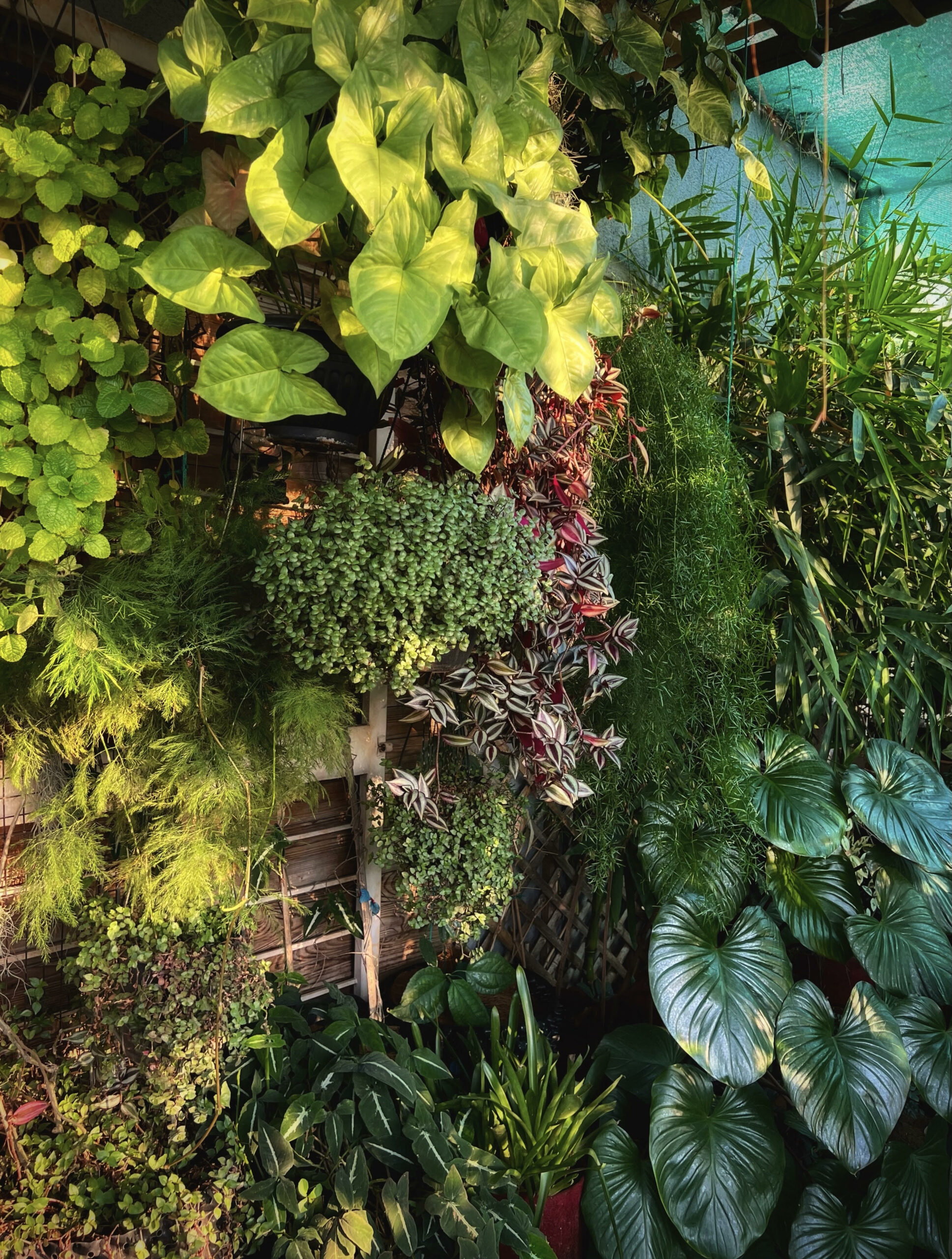 Pune Data Scientist Grows a Mini Forest With Over 500 Plants In Her Balcony