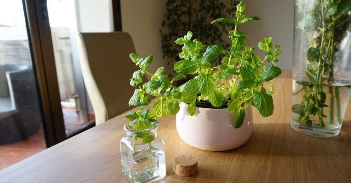 As Rains Arrive, 10 Plants You Can Grow Anywhere At Home To Keep Mosquitoes At Bay