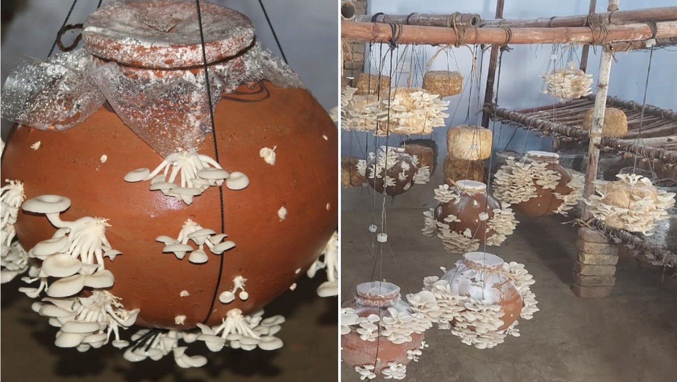 A Complete Guide to Growing Oyster Mushrooms in Earthen Pots at Home, in 12 Steps