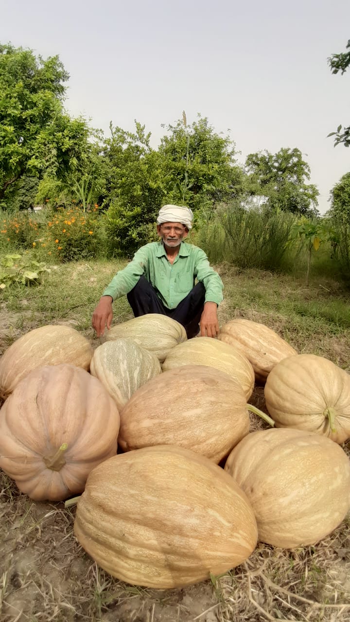 Herbal Kunapajala natural pesticide benefits