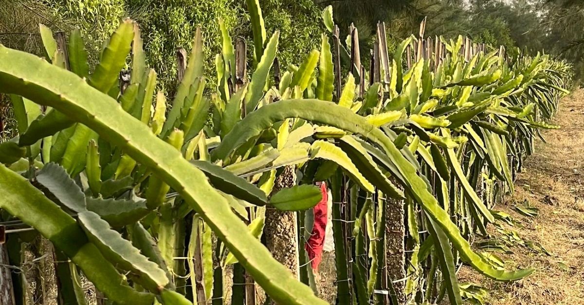 Sarao farms organic dragon fruit farming