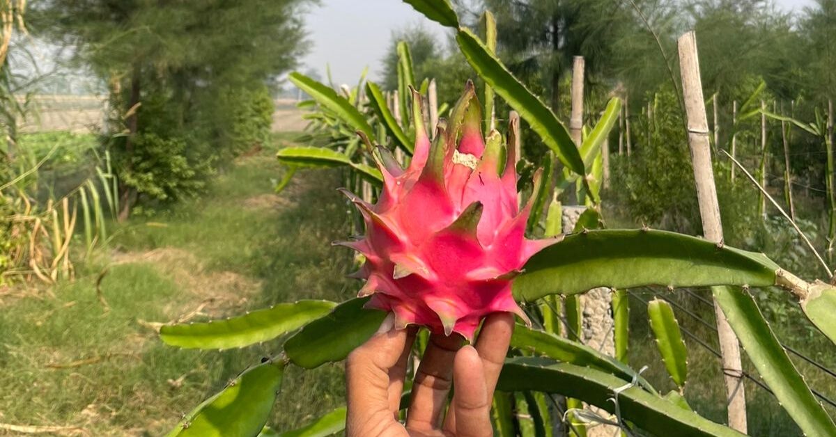 Sarao farms organic dragon fruit farming