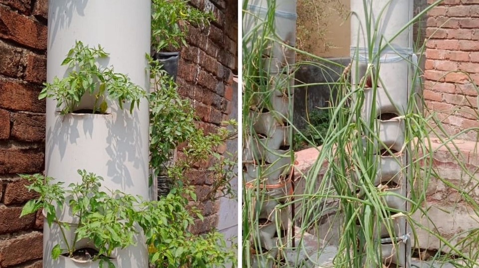 How to Grow Veggies in PVC Pipes? Bihar Woman Grows 5kg Every Week on her Terrace