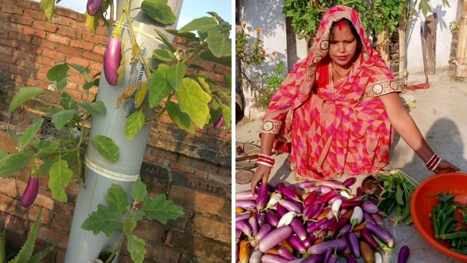 How to Grow Veggies in PVC Pipes? Bihar Woman Grows 5kg Every Week on her Terrace