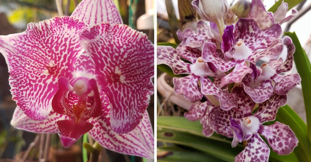 ‘How I Built an Orchid Collection’: Retd DRDO Scientist With 1500+ Plants Shares Tips