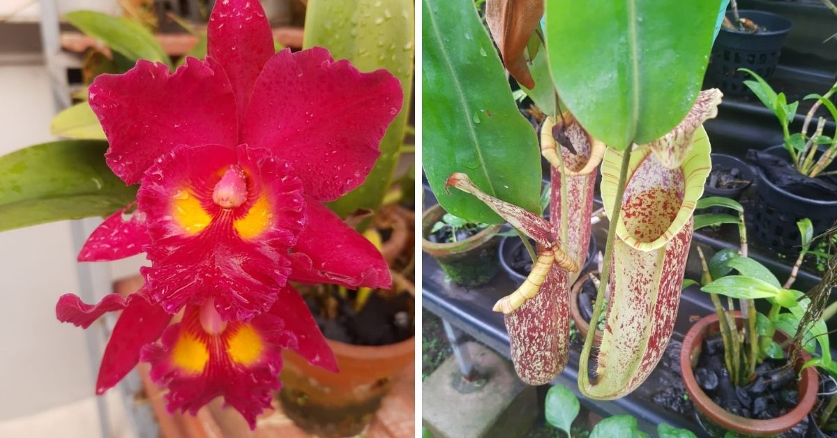 ‘How I Built an Orchid Collection’: Retd DRDO Scientist With 1500+ Plants Shares Tips