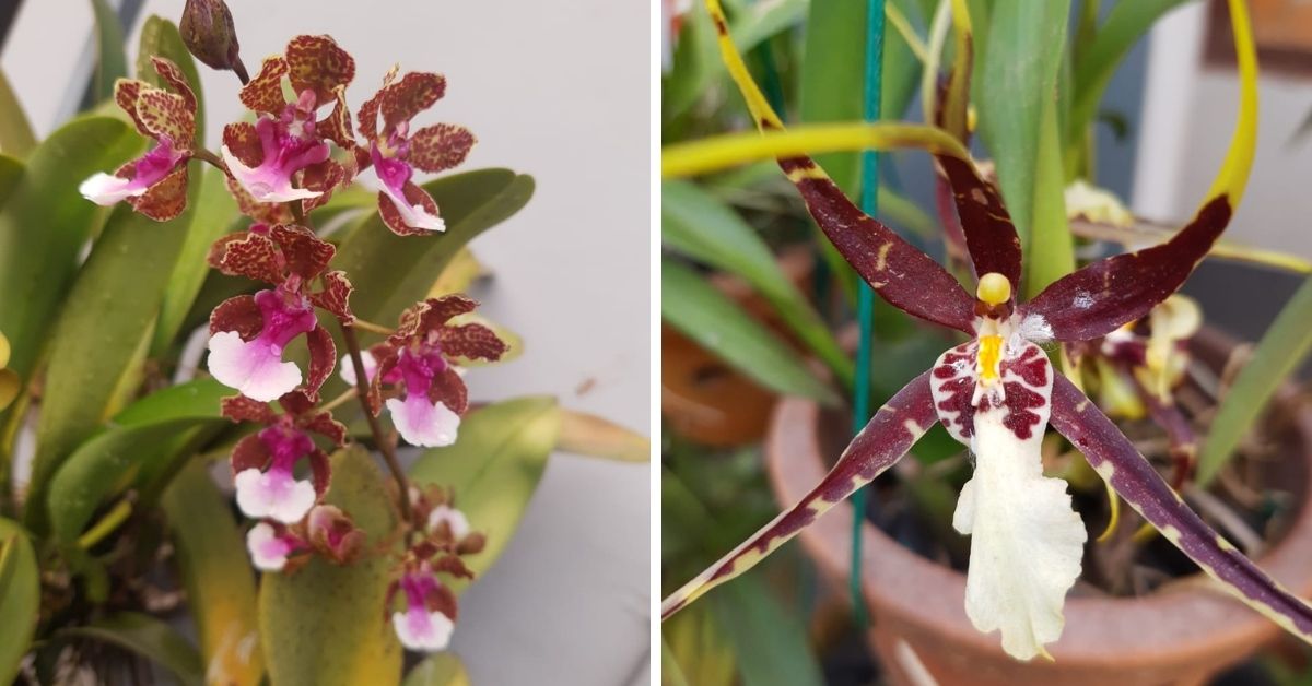 ‘How I Built an Orchid Collection’: Retd DRDO Scientist With 1500+ Plants Shares Tips