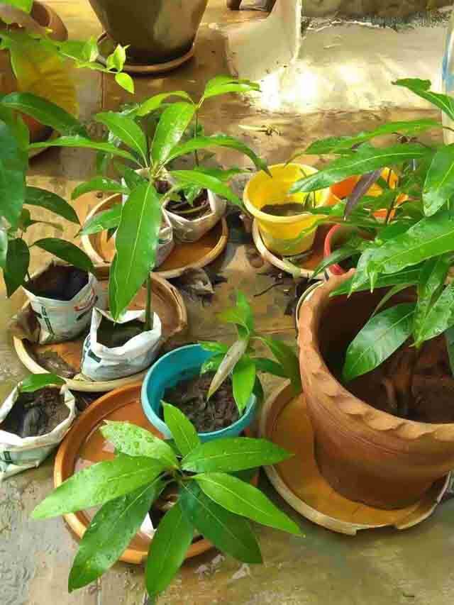 How To Grow Mango Trees at Home