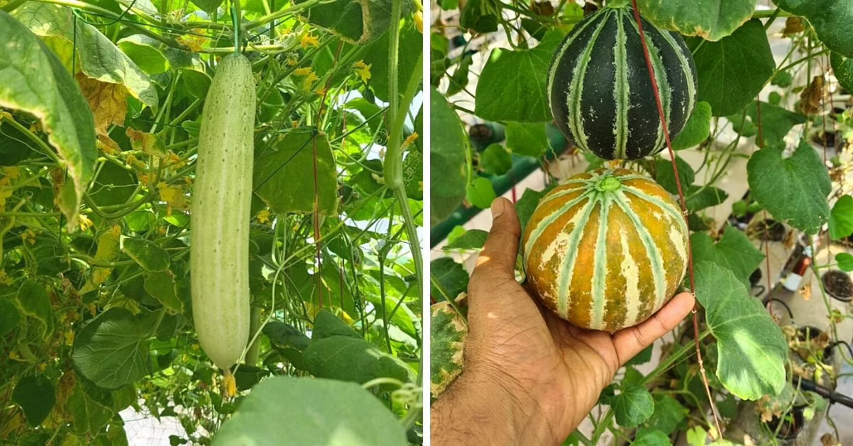 How I Converted My 3 Storey Home into a Hydroponic Farm'