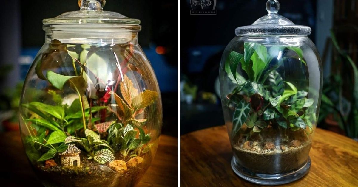 How to Make Terrariums at Home? First Steps to Your Own Microforest in a Bottle