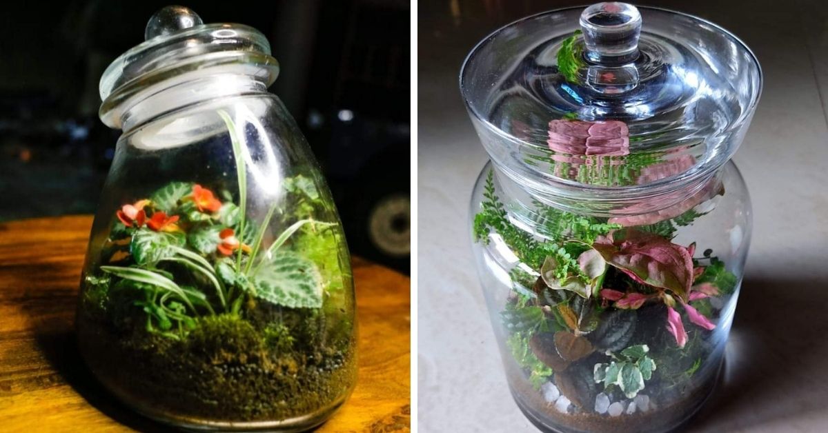How to Make Terrariums at Home? First Steps to Your Own Microforest in a Bottle