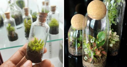 How to Make Terrariums at Home? First Steps to Your Own Microforest in ...