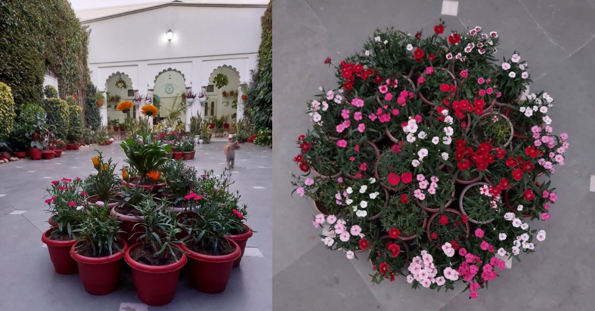 Potted plants in Chandra Shekhar Sharma’s house
