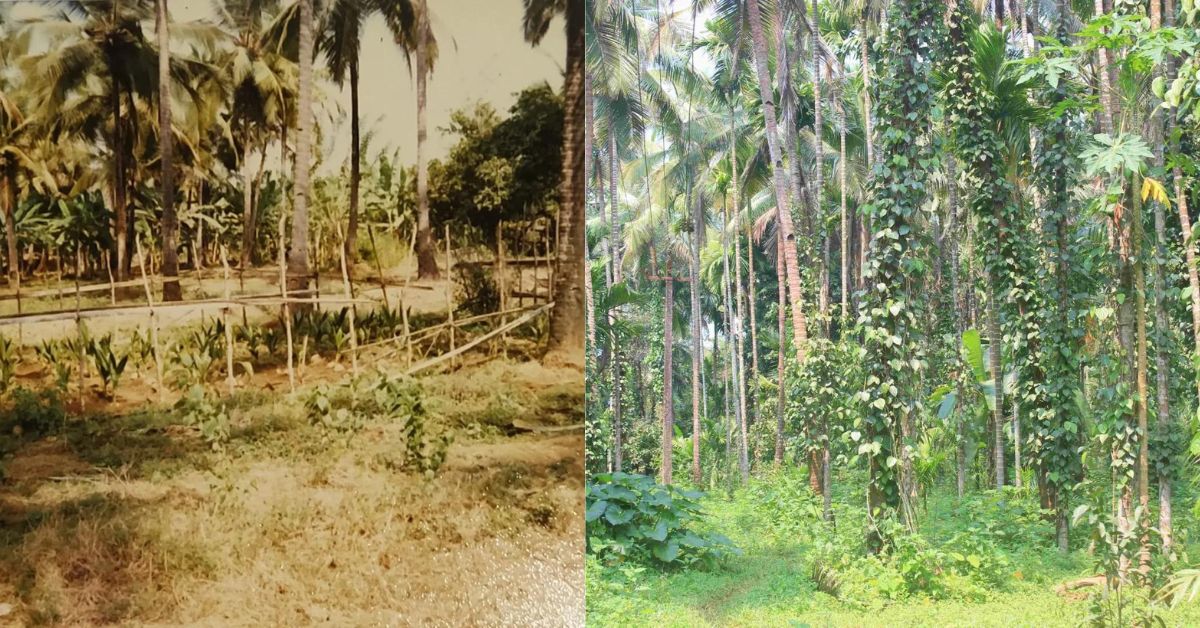 The land in 1984, and how the plantation looks right now.
