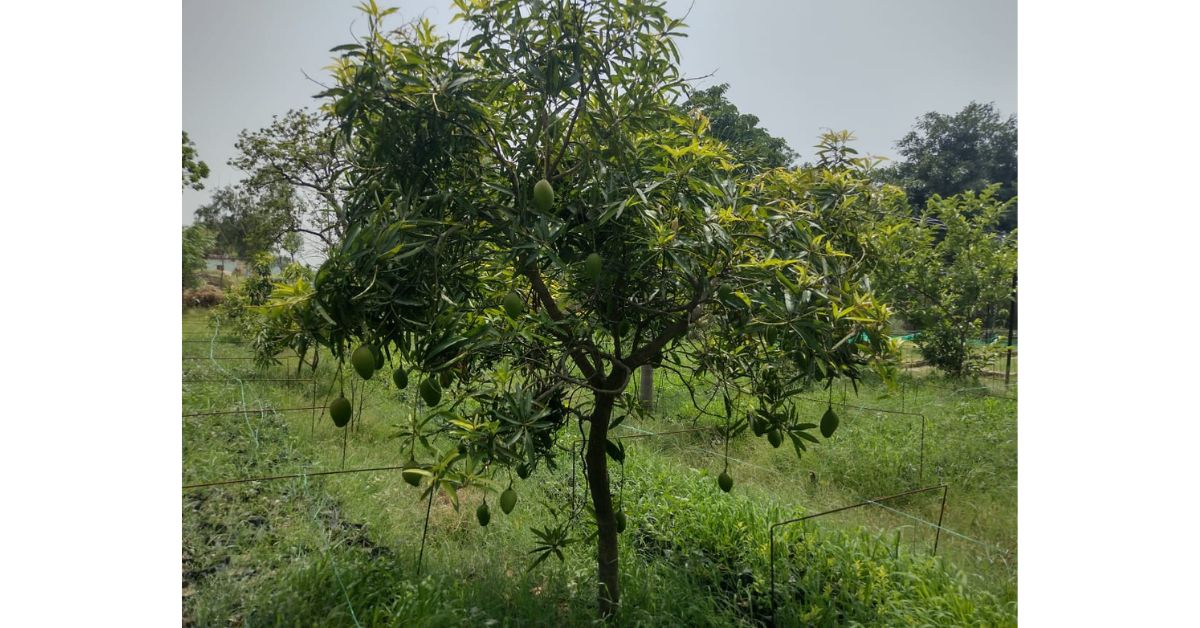 a tree amid a field 