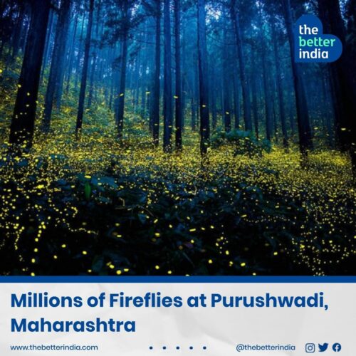 Fireflies festival at Purushwadi