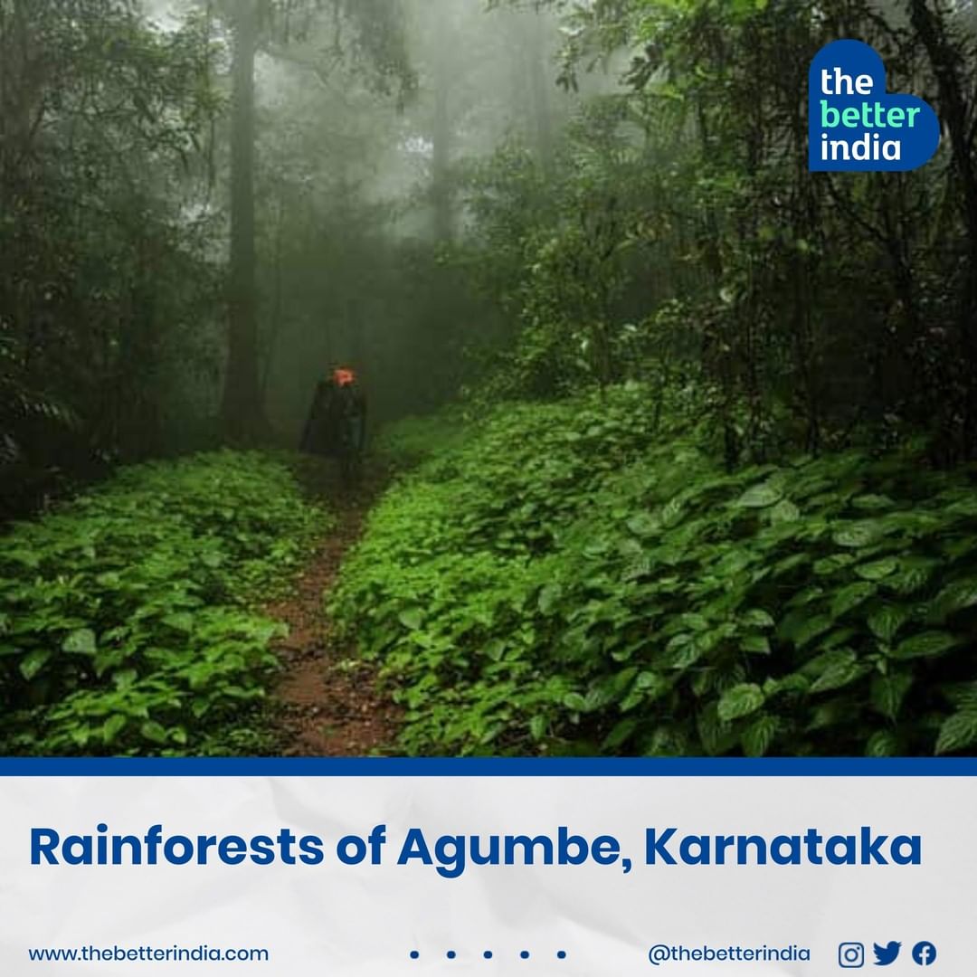 Rainforests of Agumbe, Karnataka