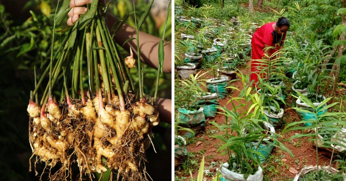 How to Grow Ginger in Grow Bags & Sacks? Kerala Farmer Shares Easy Steps