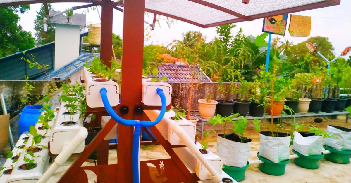 Hydroponics unit at Roopa's terrace