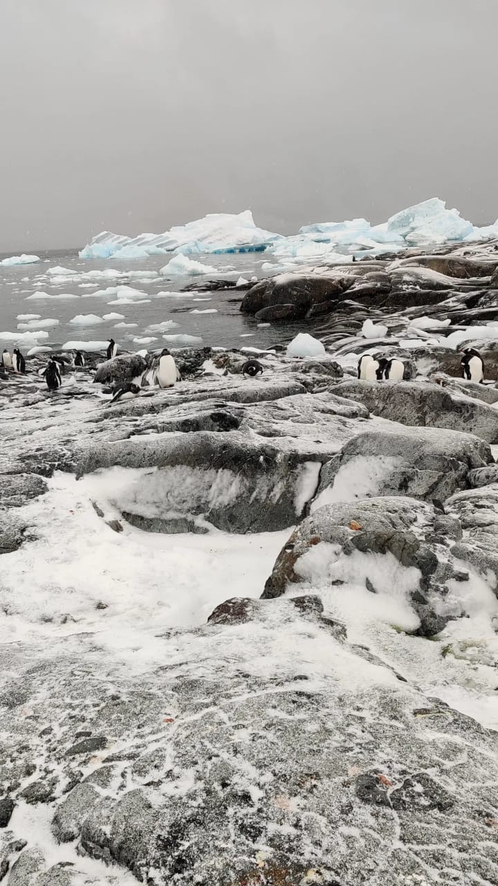 Penguins in Antarctica 