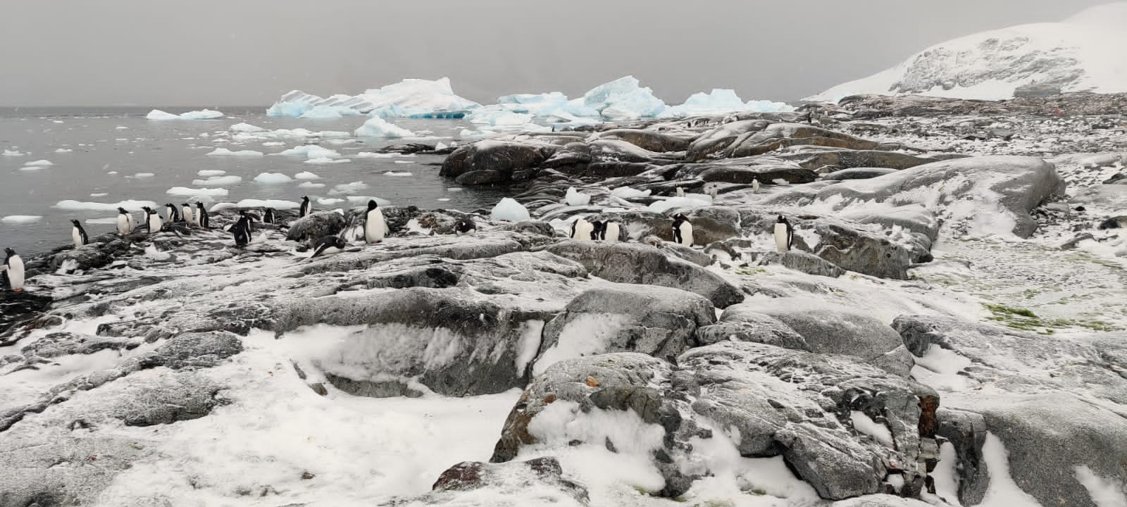 Penguins in Antarctica 