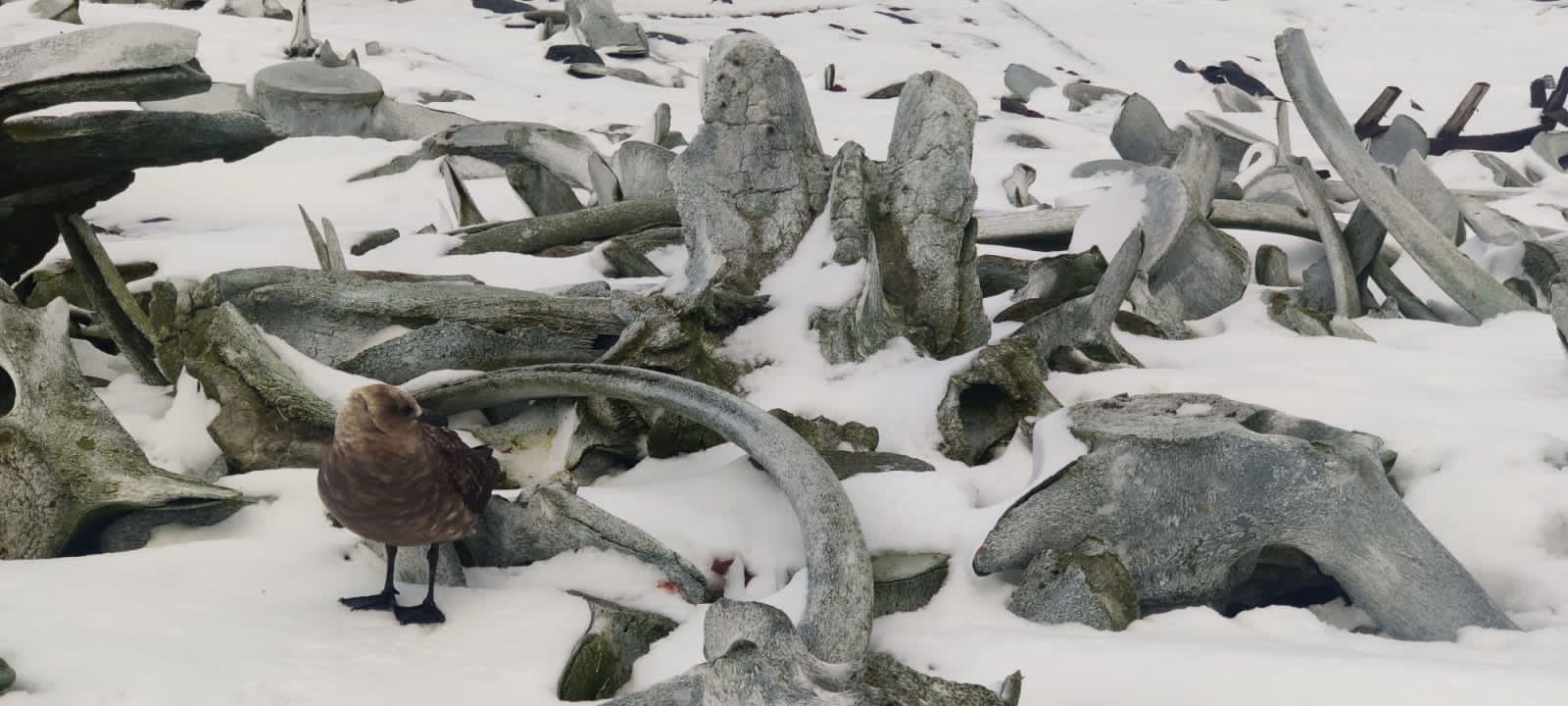 Dead whales in Antarctica 