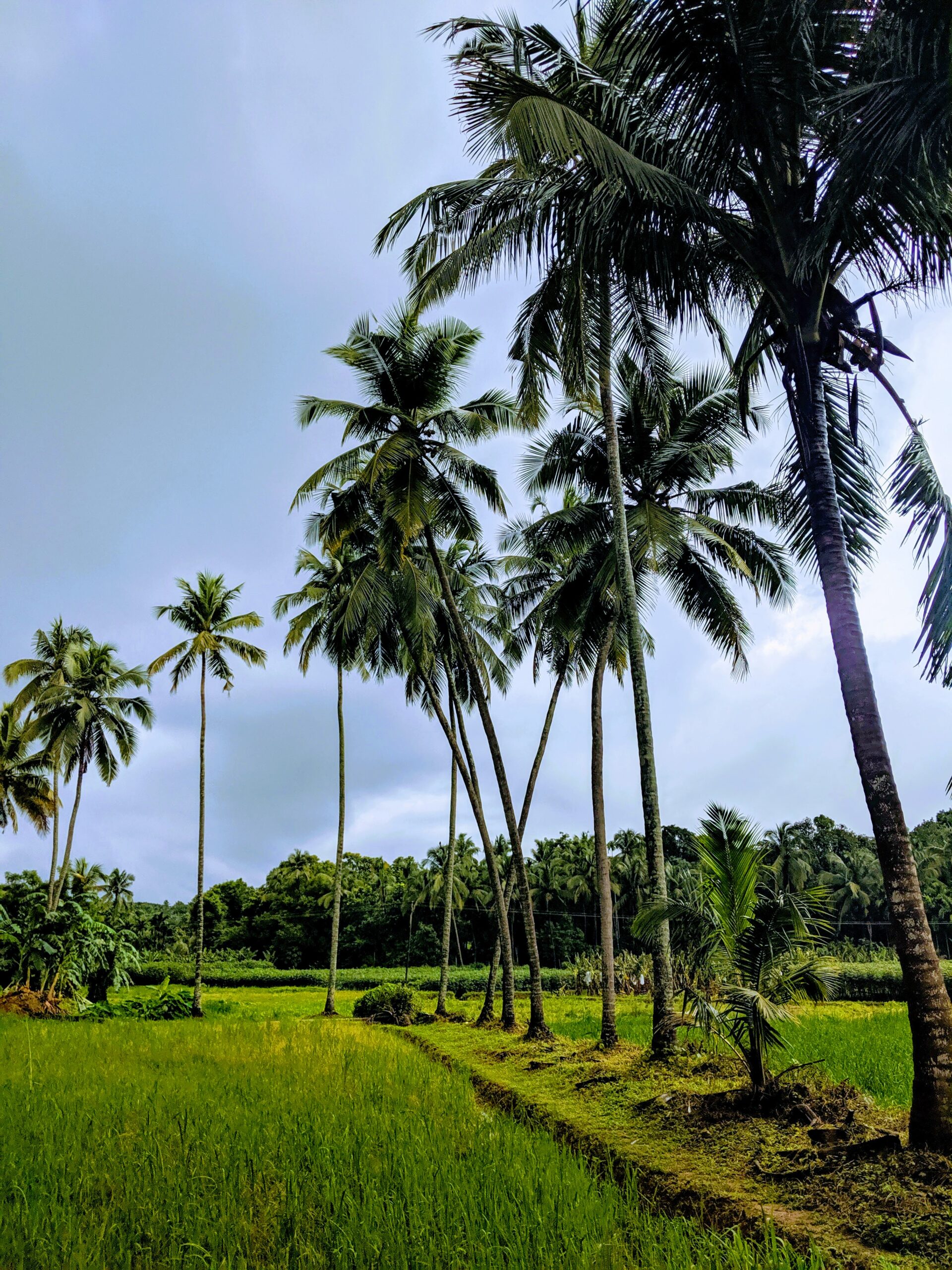 Mom-Daughter Entrepreneur Duo Revive Kerala's Traditional Coconut Oil Mix