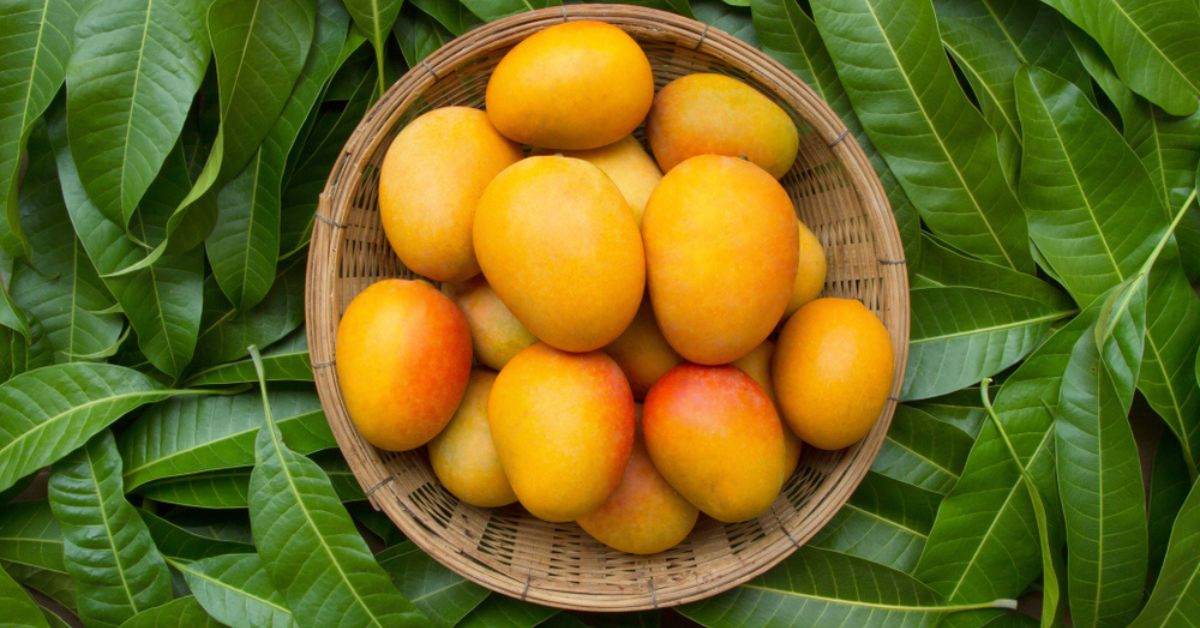 Mango: 8 Potential Health Benefits of Mango Leaves