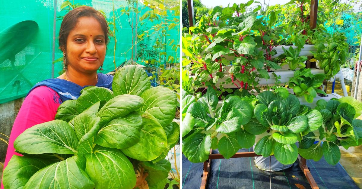 Roopa Jos from Kakkanad on her hydroponics terrace garden