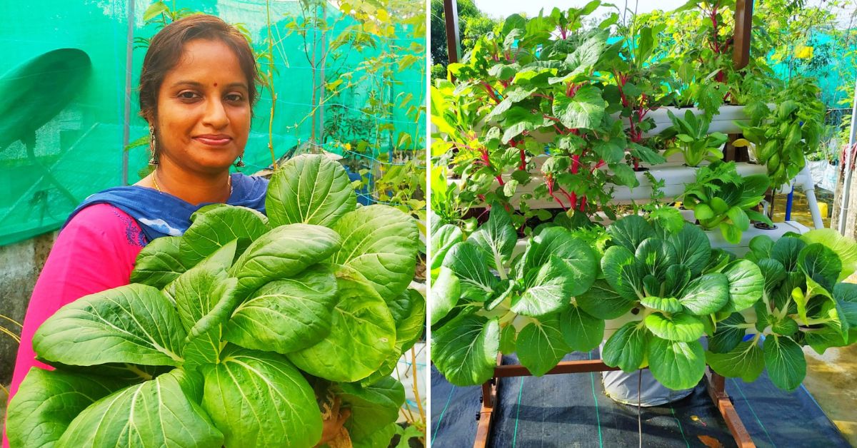 Kerala Gardener Grows Fresh Organic Veggies on Terrace Without Soil