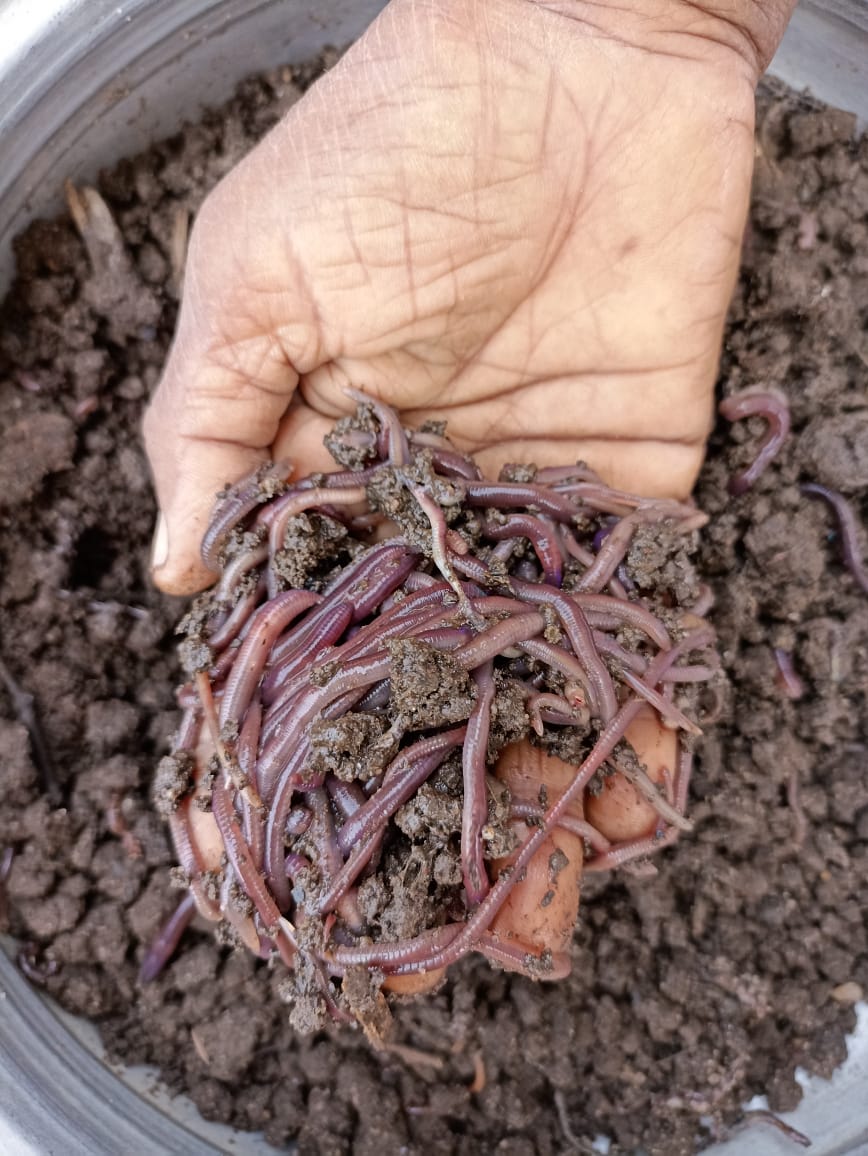 The healthy earthworms in Azhaku’s vermicompost.
